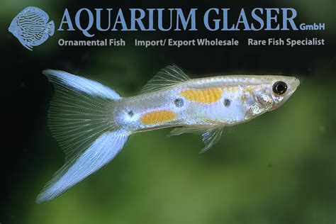 neon guppy fish|Green Neon Guppy .